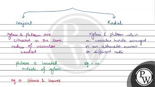 Read the following statements about the vascular bundles A In roots xylem and phloem in a vas [upl. by Dollar]