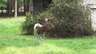 Piebald Deer [upl. by Kirsteni]