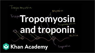 How tropomyosin and troponin regulate muscle contraction  NCLEXRN  Khan Academy [upl. by Ahseel307]