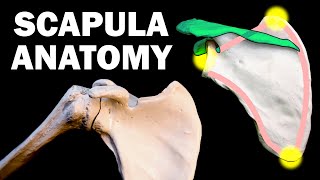 SCAPULA ANATOMY [upl. by Renita480]