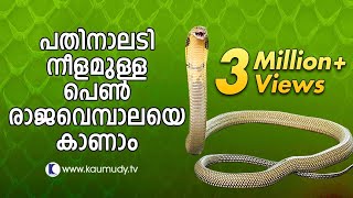 Vava Suresh Captures A large King Cobra  SNAKE MASTER [upl. by Einnep]