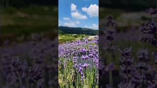 향기로운 여행 정읍 허브원 라벤더 축제🪻Lavender Festival [upl. by Nnyleve]