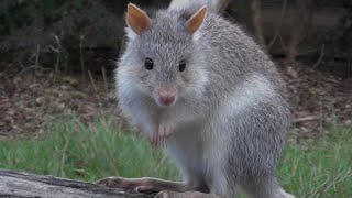 Introducing Bettongs  North Carolina Zoo shorts [upl. by Chitkara827]