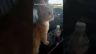 The Cats LaughMaking Daily Life Compilation [upl. by Norrabal832]