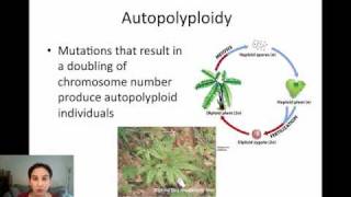 Sympatric Speciation via Polyploidy [upl. by Kalasky395]