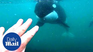 Incredible moment killer whales brush past swimmer in New Zealand [upl. by True1]