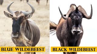 All types of wildebeest species [upl. by Ricard]