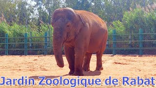 Zoo de Rabat جولة في حديقة الحيوان الرباط [upl. by Feola]