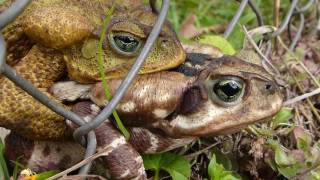 fauna brasileira SAPO CURURU CASAL animais silvestres pantaneiros anfíbios curiosos brazilian brasil [upl. by Mena]