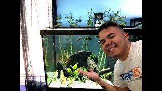 How to Care for Tropheus Cichlids [upl. by Rep674]