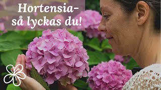 Lyckas med HORTENSIA i din TRÄDGÅRD [upl. by Atimed]