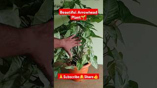 Beautiful Arrowhead Plant🌱 shorts viralvideo gardening arrowheadplant syngonium plantcare [upl. by Harbed]