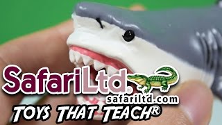 Safari Ltd® Megalodon  Wild Safari  Toys That Teach® HD [upl. by Starlene930]