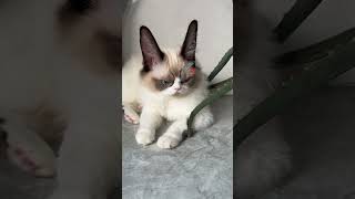 Hahahaha…… cat cuteanimal cutecat [upl. by Rusell]