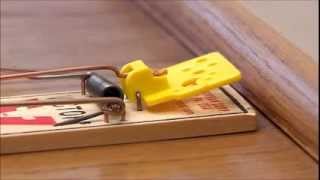 Victor Easy Set Mouse Trap [upl. by Reichel725]