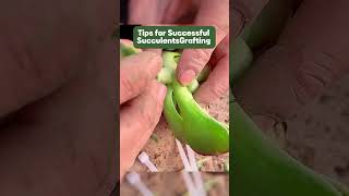 Tips for Successful SucculentsGraftingviral viralvideo viralshortyoutubeshorts shortsusa [upl. by Hephzipa]