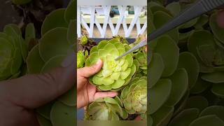 How to Propagate Succulents garden [upl. by O'Reilly668]