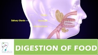 DIGESTION OF FOOD PART  01 [upl. by Mackay]