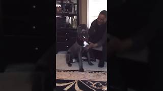 Cane corso anxiety funny canecorso ytshort dogbreed puppy cute viralvideo love bigdog dog [upl. by Robinetta]