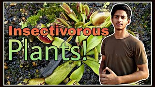 Insectivorous plants in Hindi  What are insectivorous plants [upl. by Nitfa857]