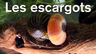 🐌 Les escargots daquarium 🐌 🌱Floraquatic🌿 [upl. by Suisyola]