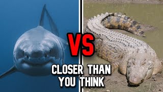 Great White Shark vs Saltwater Crocodile  Who Wins [upl. by Araz]