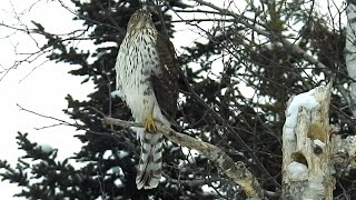 Épervier de Cooper juvénile  Coopers Hawk juvenile [upl. by Nipahc444]