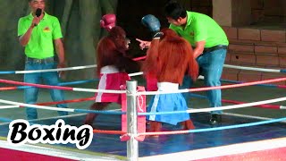 Orangutan Boxing So Funny in 2021 Best funny video monkeys boxing at the zoo [upl. by Aara610]