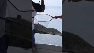 JURELES desde BARCO jurel fishing pesca fishinglife mackerel pescaenbarco [upl. by Nnahgiel103]