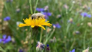 Welt der Wildbienen Was sind Wildbienen [upl. by Gibb]