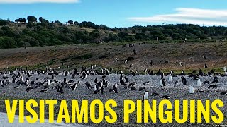 ÚLTIMO DIA DA EXPEDIÇÃO PACHAMAMA FOMOS VISITAR UMA ILHA DE REPRODUÇÃO DE PINGUINS NO USHUAIA [upl. by Labinnah]