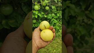 Yellow passion fruit in our Ramanujans garden passion fruit krishna phalam [upl. by Aerdnak]