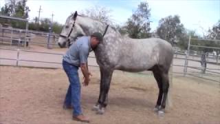 Horse Massage quotThe Masterson Minutequot Jim teaches the Rugby Down and Forward Technique [upl. by Gerdeen]