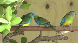 Turquoisine Parrots feeding each other  The Pheasantasiam [upl. by Leiand626]