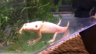 Leucistic Spanish Ribbed Newts New pet amp Care Guide amp breeding tips [upl. by Calypso]