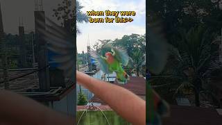 Mini vlogs with birds 🦜 birds minivlog petsvlog familyvlog birdslover petslover [upl. by Annaig196]