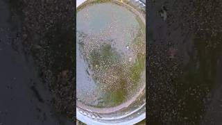 CATCHING DAPHNIA FOR GUPPY AND BETTA FISH shorts [upl. by Nirok]