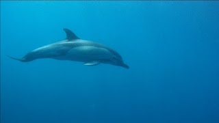 Nadando con delfines en libertadDiving with free dolphins [upl. by Obola]