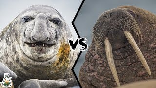 ELEPHANT SEAL VS WALRUS  Who would win this deadly struggle [upl. by Suivatram]