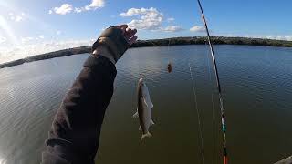 Yellow eye mullet  so easy to catch [upl. by Stortz]