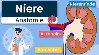 Niere  Aufbau und Funktion einfach erklärt [upl. by Junji]