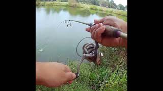 Fishing a swimbait for white crappie [upl. by Arinaj]