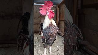 Adorable Rooster Crowing Sounds  Amazing Rooster Crowing Sound Effect  shorts🐓💕 [upl. by Marlene]