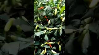 Planting chilies in your yard is indeed beautiful and beneficial garden growgreen gardening [upl. by Hollie2]