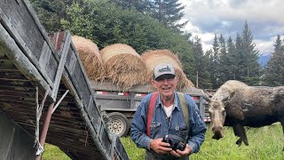 Moose Proofing Alaskan Hay Barn  For Winters Hay [upl. by Zennie]