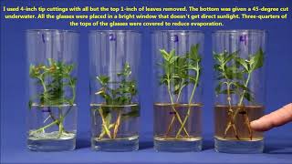 Best Way To Propagate Stem Cuttings In Water [upl. by Husha]