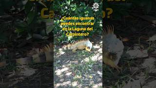 De paseo por esta laguna de Tampico puedes encontrar varias iguanas conviviendo con quotJuanchosquot 🦎 [upl. by Haeel]