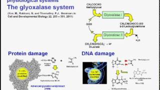 Hot Topic in Biochemistry Transcriptional control of glyoxalase 1 by nrf2 by Paul Thornalley [upl. by Anaek]