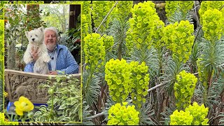 UNE EUPHORBE RUSTIQUE ET SPECTACULAIRE TRÈS FACILE EN SOL PAUVRE ET SEC Le Quotidien du Jardin N°351 [upl. by Ayotak66]