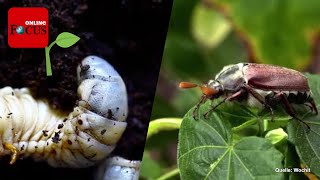 Junikäfer im Garten Schädlinge erkennen und einfach bekämpfen [upl. by Ycniuqal]